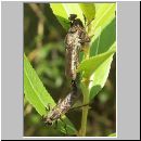 Tolmerus sp - Raubfliege 04a.jpg